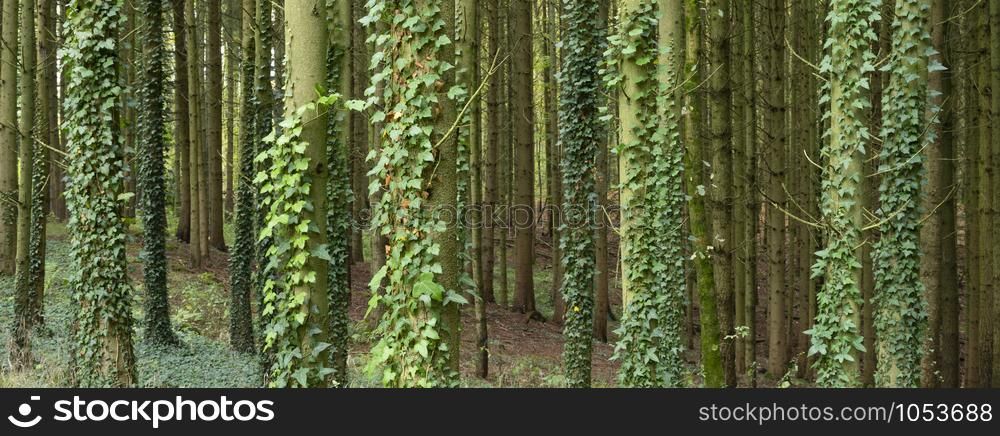 spruce tree trubks overgrown with lush green ivy plant on panoramic picture