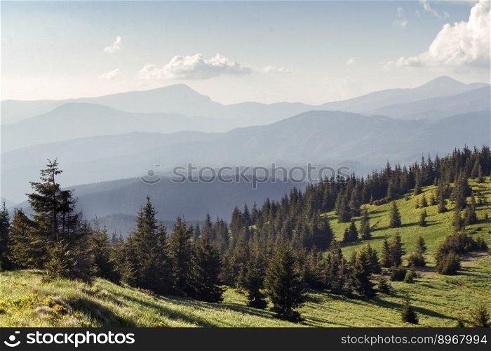 Spruce trees in highlands landscape photo. Beautiful nature scenery photography with misty mountains on background. Ambient light. High quality picture for wallpaper, travel blog, magazine, article. Spruce trees in highlands landscape photo