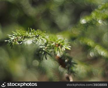 spruce twig