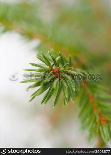 spruce twig in the forest