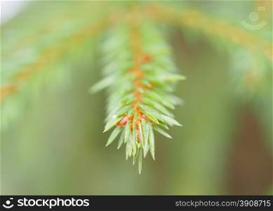 spruce twig in the forest