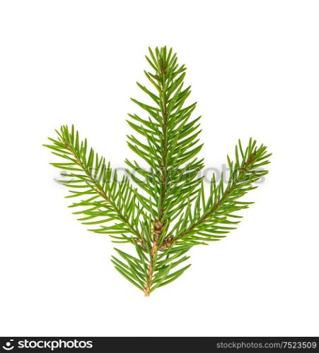 Spruce twig isolated on white background. Evergreen plant