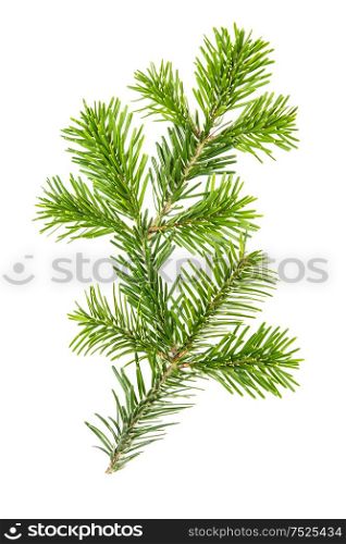 Spruce twigs. Branch of christmas tree isolated on white background. Fresh coniferous branches