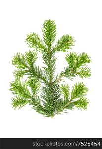 Spruce twigs. Branch of christmas tree isolated on white background. Fresh coniferous branches