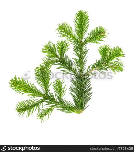 Spruce twigs isolated on white background. Christmas tree branch. Fresh coniferous branches