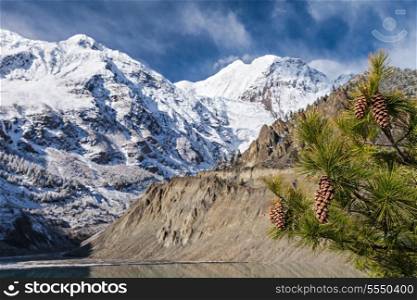 Spruce with cones on the mountains background