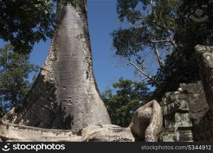 Spung tree and stones at Ta Prohm Temple, Angkor Archaeological Park, Krong Siem Reap, Siem Reap, Cambodia