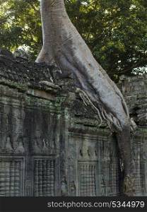 Spung tree at Ta Prohm Temple, Angkor Archaeological Park, Krong Siem Reap, Siem Reap, Cambodia