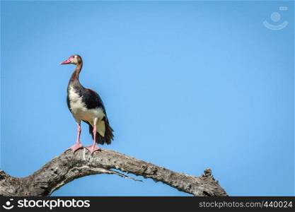 Spur-winged goose on a branch in the Chobe National Park, Botswana.