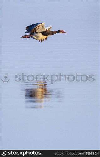 Spur-winged Goose (Plectropterus gambensis) in flight over the Chobe River in Chobe National Park in northern Botswana, Africa.