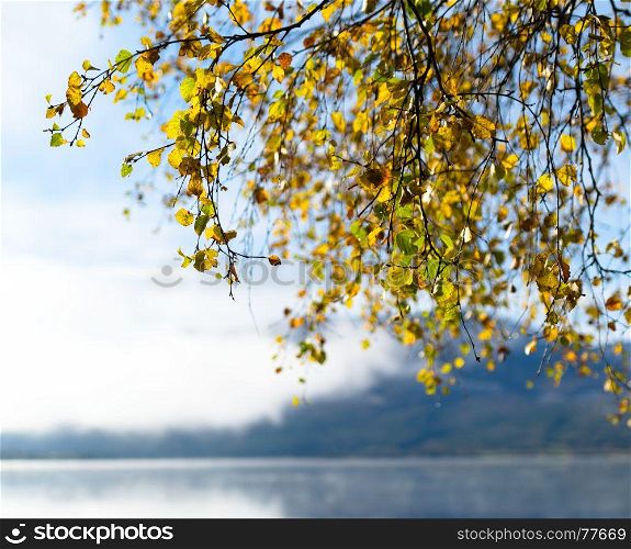 Square Norway autumn tree branches lake horizon