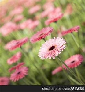 square picture of pink gerbera flowers in diagonal