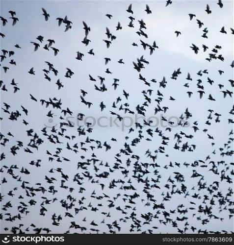 square picture with large flock of birds in the sky that form an abstract pattern