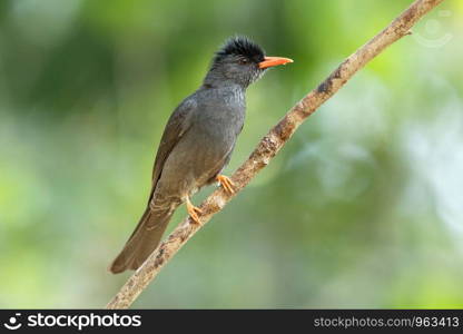 Square tailed bulbul, Hypsipetes ganeesa, Munnar, Kerala, India