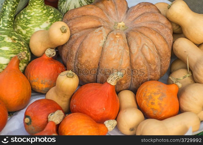 squash in different kinds