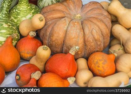 squash in different kinds