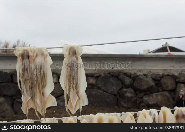 Squid drying on clothesline
