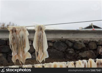 Squid drying on clothesline