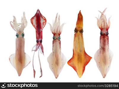 Squid Loligo vulgaris in a row arrangement seafood isolated on white