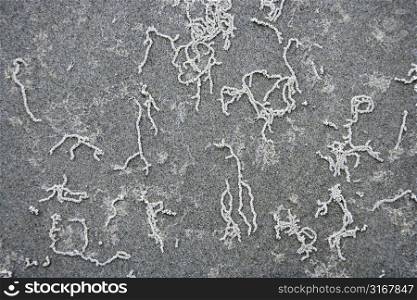 Squiggly lines in sand in Daintree Rainforest, Australia.