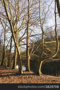 squirm trees in twilight sunlight near the small river in winter nature