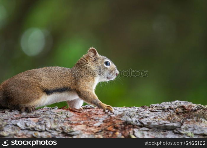 squirrel