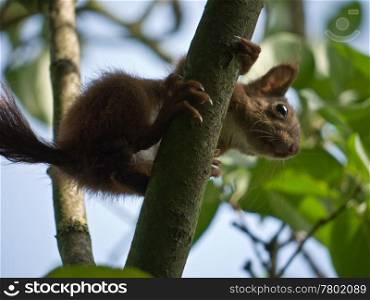 squirrel climbing. european squirrel in a tree