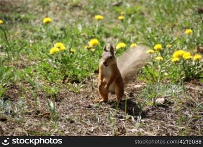 Squirrel costs on a background of a grass