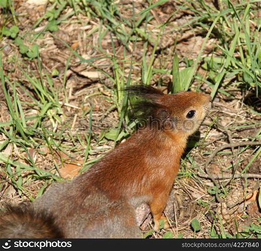 Squirrel costs on hinder legs on a background of a grass