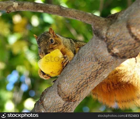 squirrel eating apple on the tree