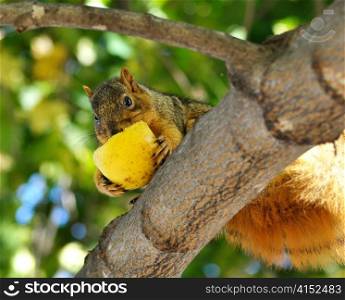 squirrel eating apple on the tree