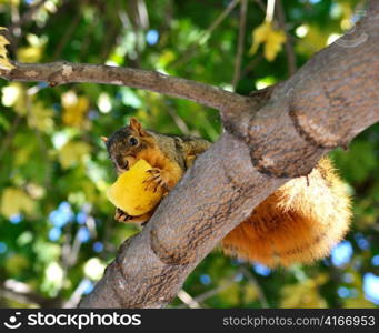 squirrel eating apple on the tree