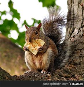 squirrel eating cracker