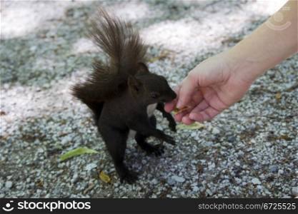 Squirrel eating from hand