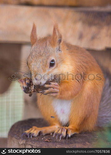 Squirrel gnaws nuts sitting on a stump in an enclosure