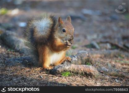 Squirrel gray-red color
