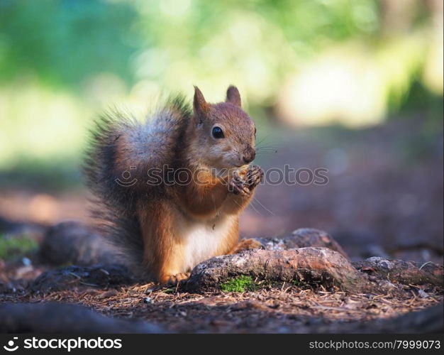 Squirrel gray-red color