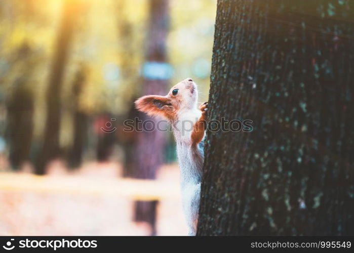 squirrel in a park on a tree