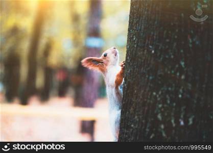squirrel in a park on a tree