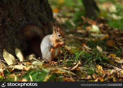 squirrel in autumn forest macro close up