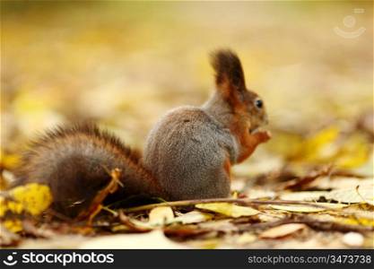 squirrel in autumn forest macro close up