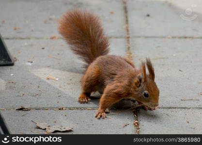 squirrel in backyard