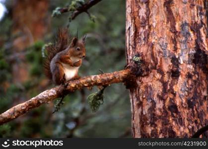 Squirrel in forest