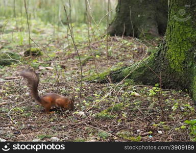 squirrel in the forest