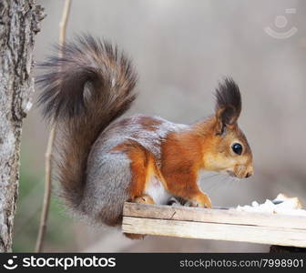 squirrel in the forest