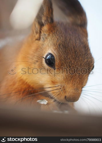 squirrel in the forest