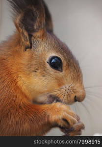 squirrel in the forest