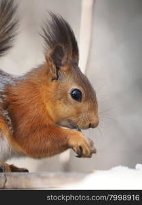 squirrel in the forest