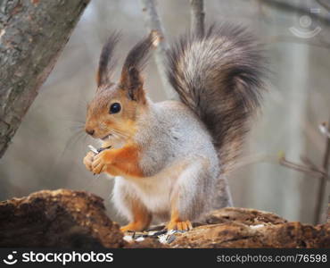 squirrel in the park