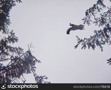 squirrel in the park